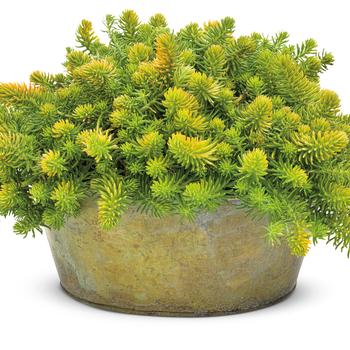 Sedum rupestre 'Angelina' (210005)