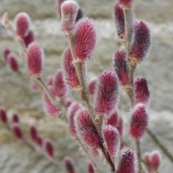 Salix gracilistyla 'Mount Aso' 