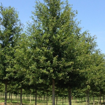 Quercus hemispherica 'QHMTF' 