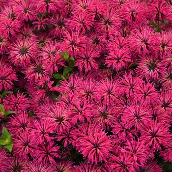 Monarda 'Leading Lady Razzberry' (210801)