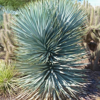 Yucca 'Blue Sentry' 