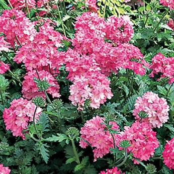 Verbena Lanai® '' (210855)