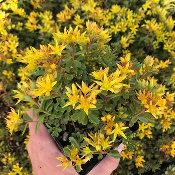 Sedum floriferum 'Bailey's Gold' 