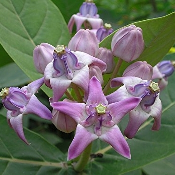 Calotropis procera