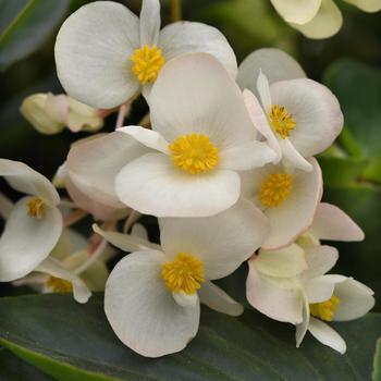 Begonia Dragon Wing® 'White' (211193)