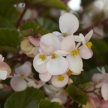 Begonia Hula™ 'Blush' (211263)