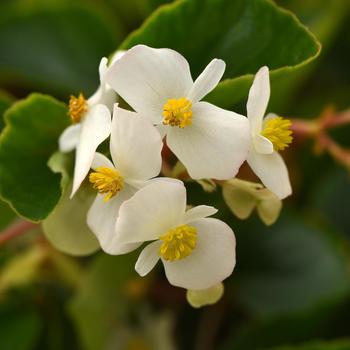 Begonia Hula™ 'Blush' (211264)