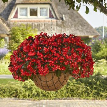 Begonia Hula™ 'Red' (211271)