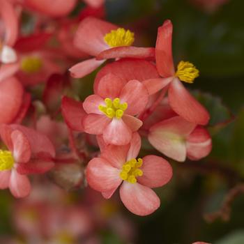 Begonia Hula™ '' (211275)