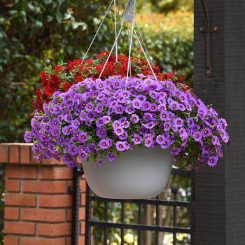 Calibrachoa Cha-Cha™ 'Lavender' (211464)