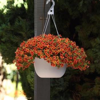 Calibrachoa Cha-Cha™ 'Orange' (211466)