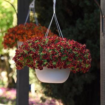 Calibrachoa Cha-Cha™ 'Red Kiss' (211470)