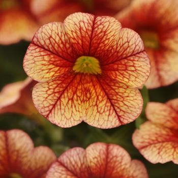 Calibrachoa MiniFamous® 'Uno Orange Red Vein' (211517)