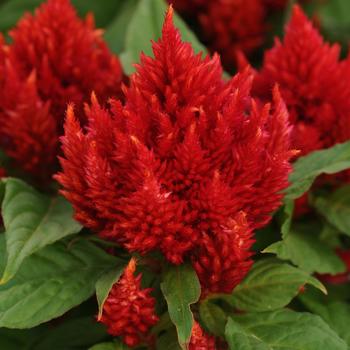 Celosia plumosa 'Arrabona Red' (211519)