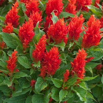 Celosia plumosa 'Arrabona Red' (211520)