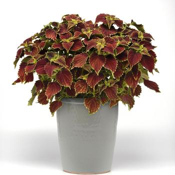 Coleus scutellarioides 'Coleosaurus' (211525)