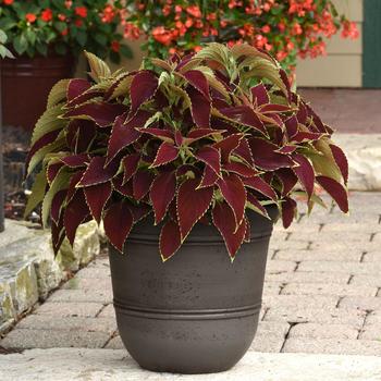 Coleus scutellarioides 'Ruby Heart' (211531)