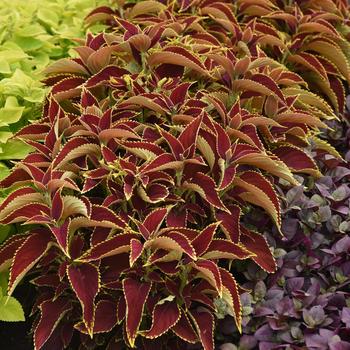 Coleus scutellarioides 'Ruby Heart' (211532)