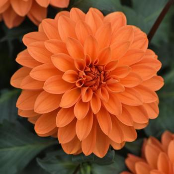 Dahlia Dalaya® 'Apricot' (211596)