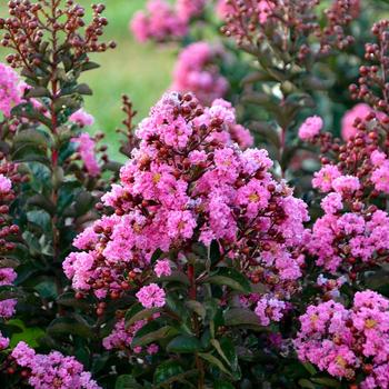 Lagerstroemia indica Barista® 'Dark Roast' (211669)