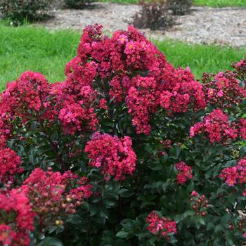 Lagerstroemia indica Barista® 'Lava Java' (211673)