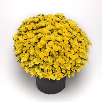 Chrysanthemum x morifolium 'Milkshake Banana Yellow' (211770)