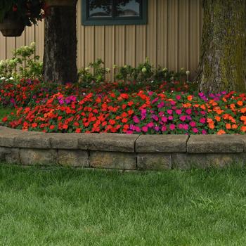 Impatiens walleriana Beacon® 'Sanibel Mix' (211902)