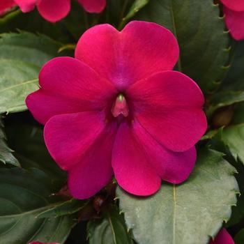 Impatiens Solarscape™ 'Magenta Bliss' (211904)