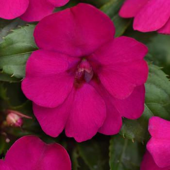 Impatiens Solarscape™ 'Neon Purple' (211908)