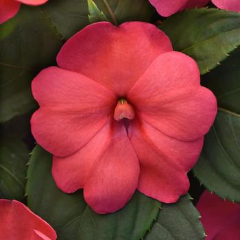 Impatiens Solarscape™ 'XL Salmon Glow' (211955)