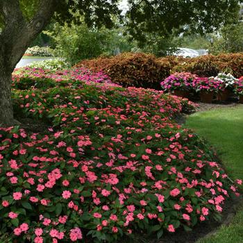 Impatiens Solarscape™ 'XL Salmon Glow' (211957)