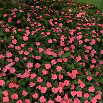 Impatiens Solarscape™ 'XL Salmon Glow' (211958)