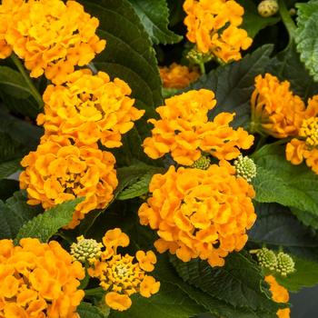 Lantana camara Bandito™ 'Gold' (212075)