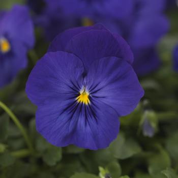 Viola x wittrockiana Cool Wave® '' (212221)