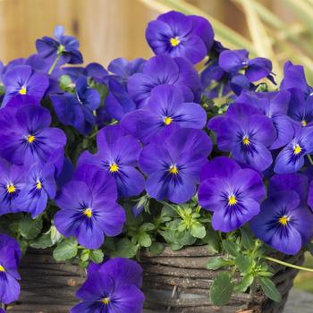 Viola x wittrockiana Cool Wave® '' (212223)