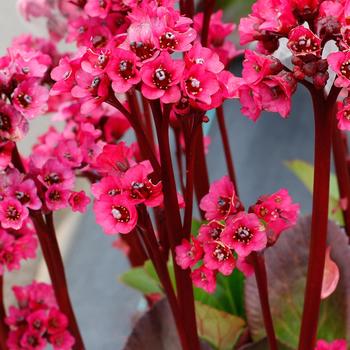 Bergenia Vintage™ 'Rose' (212292)