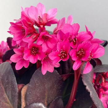 Bergenia Early Brilliance™ 'Magenta' (212294)