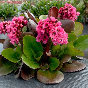 Bergenia Vintage™ '' (212297)