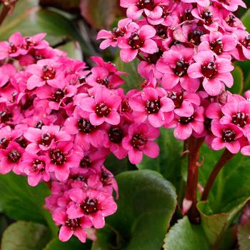 Bergenia Vintage™ '' (212298)