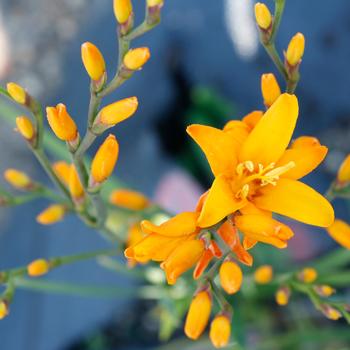 Crocosmia Nova™ 'Gold Dragon' (212311)