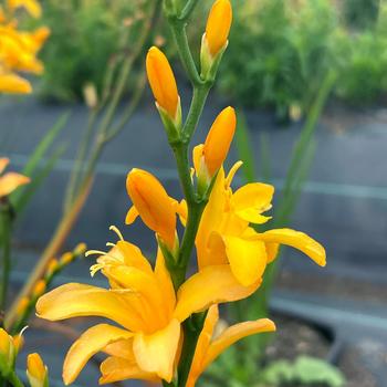 Crocosmia Nova™ 'Gold Dust' (212313)