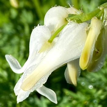 Dicentra Amore™ 'Titanium' (212315)