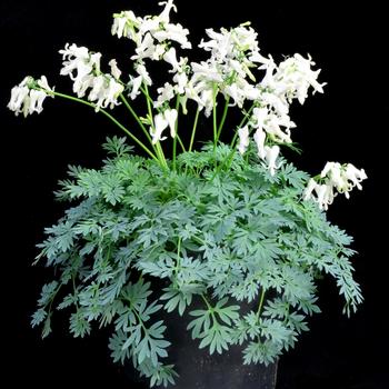 Dicentra Amore™ 'Titanium' (212316)