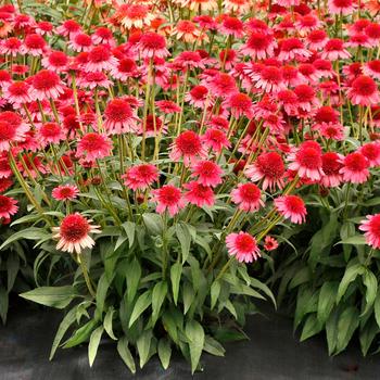 Echinacea Cara Mia™ '' (212347)