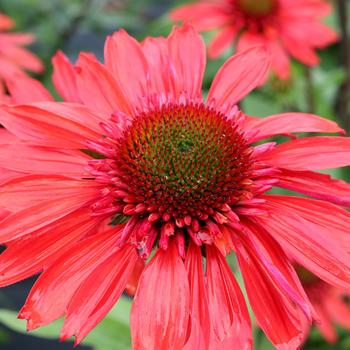 Echinacea Cara Mia™ 'Spicy' (212352)