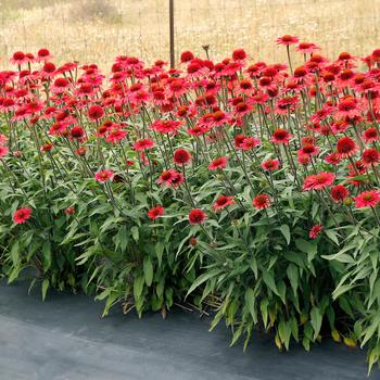 Echinacea Cara Mia™ 'Spicy' (212353)