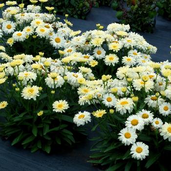 Leucanthemum x superbum 'Lemon Meringue' (212376)