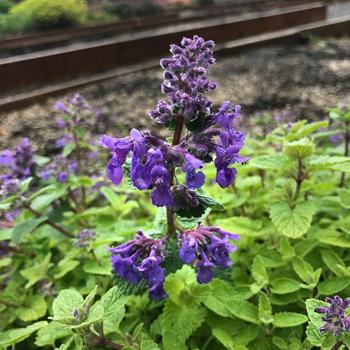 Nepeta Nova® 'Blue' (212381)