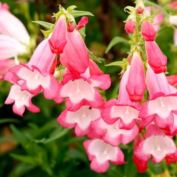 Penstemon 'Flock of Flamingos' (212383)