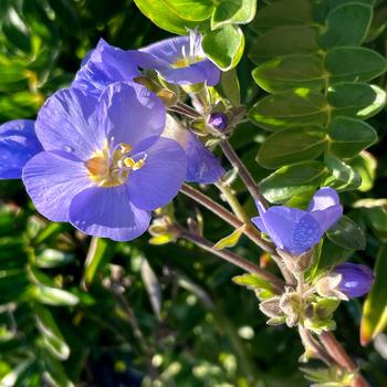 Polemonium 'Hurricane Ridge' (212387)